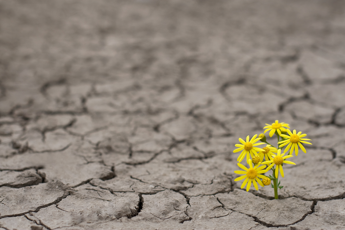 A yellow flower growing out of dry, cracked earth