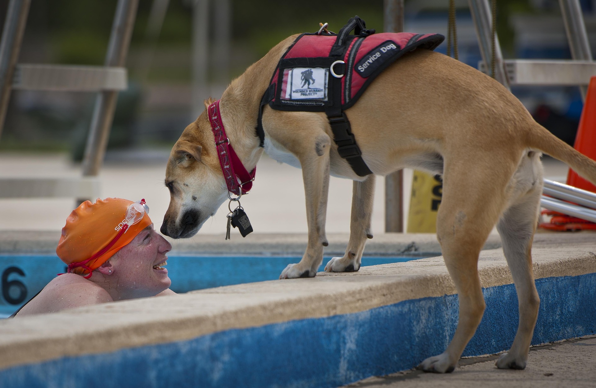 Woman in swimcap at edge of a pool greeting a service dog